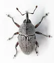Odontocorynus larvatus - photo 4