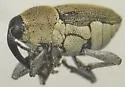 Odontocorynus pulverulentus