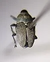 Odontocorynus pulverulentus - photo 3