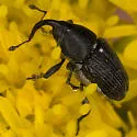 Odontocorynus salebrosus - photo 2