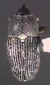 Odontocorynus salebrosus - photo 3