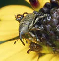 Odontocorynus salebrosus - photo 5