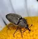 Odontocorynus umbellae