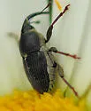 Odontocorynus umbellae - photo 2