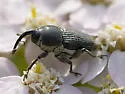 Odontocorynus umbellae - photo 3