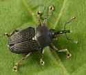 Odontocorynus umbellae - photo 4