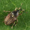 Odontocorynus umbellae - photo 5