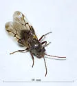 Odontocynips nebulosa