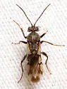 Odontocynips nebulosa - photo 2