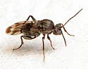 Odontocynips nebulosa - photo 3