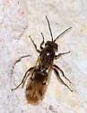 Odontocynips nebulosa - photo 4