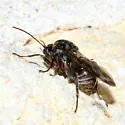 Odontocynips nebulosa - photo 5