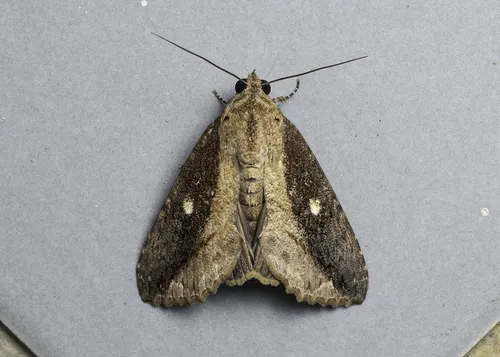 Odontodes seranensis - photo 2