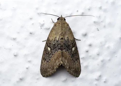 Odontodes seranensis - photo 3