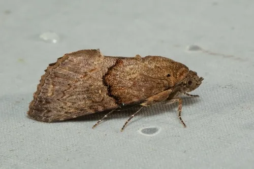 Odontodes seranensis - photo 4