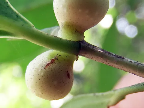 Odontofroggatia corneri