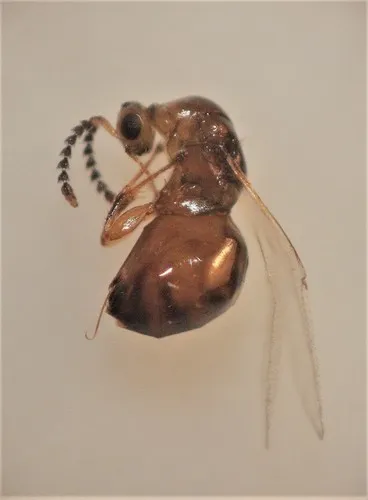 Odontofroggatia galili