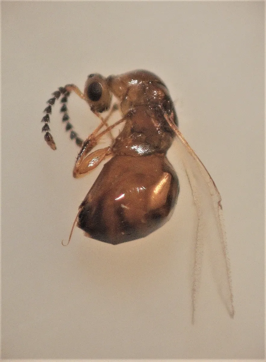Odontofroggatia galili - photo 3
