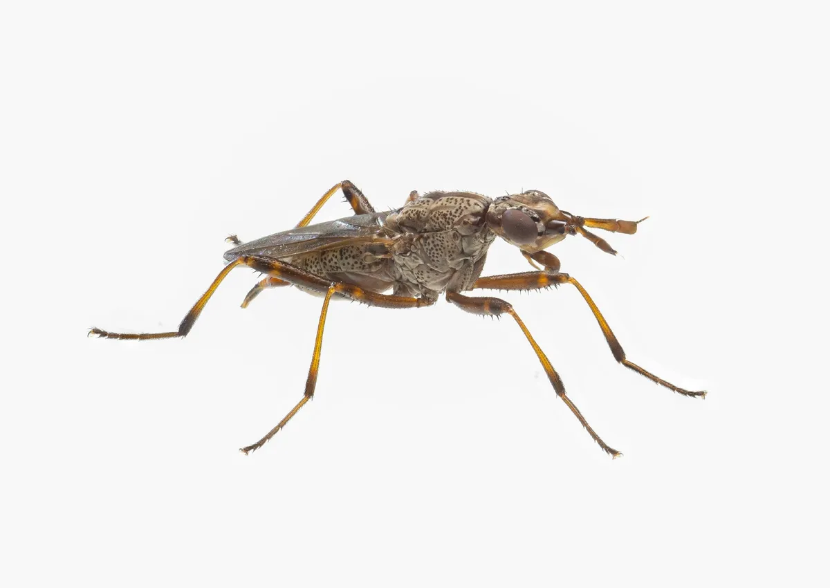 Longhorn Cactus Fly