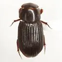 Odontolytes denominatus - Odontolytes denominatus