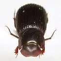 Odontolytes denominatus - photo 2