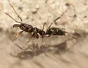 Odontomachus brunneus - photo 2