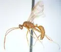Odontomachus brunneus - photo 3
