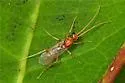 Odontomachus brunneus - photo 4