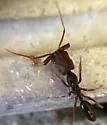 Odontomachus brunneus - photo 5