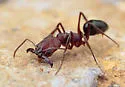 Odontomachus clarus