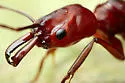 Odontomachus clarus - photo 2