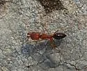 Odontomachus clarus - photo 3