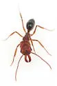 Odontomachus clarus - photo 4