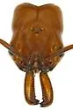 Odontomachus clarus - photo 5