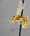 Odontomachus desertorum