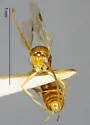 Odontomachus desertorum - photo 2