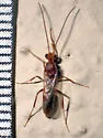 Odontomachus desertorum - photo 3
