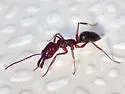 Odontomachus desertorum - photo 4