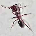 Odontomachus desertorum - photo 5