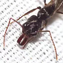 Odontomachus haematodus