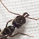 Odontomachus haematodus - photo 2