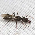 Odontomachus haematodus - photo 3