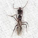 Odontomachus haematodus - photo 4