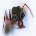 Odontomachus haematodus - photo 5