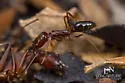 Odontomachus relictus - Odontomachus relictus