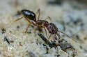 Odontomachus relictus - photo 2