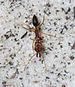 Odontomachus relictus - photo 3