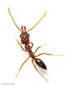Odontomachus relictus - photo 4