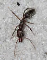 Odontomachus relictus - photo 5