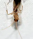 Rough-node Snapping Ant